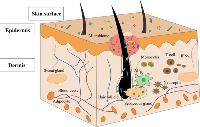 hệ sinh thái của da