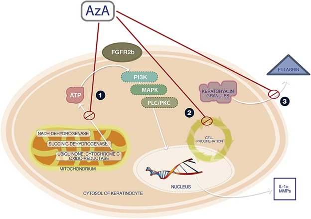 3 tác động chính của acid azelaic trong điều trị mụn trứng cá